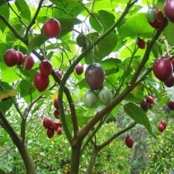 Tamarillo