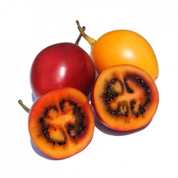 fruto tamarillo