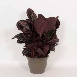 Calathea rosea picta dottie