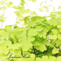 Adiantum