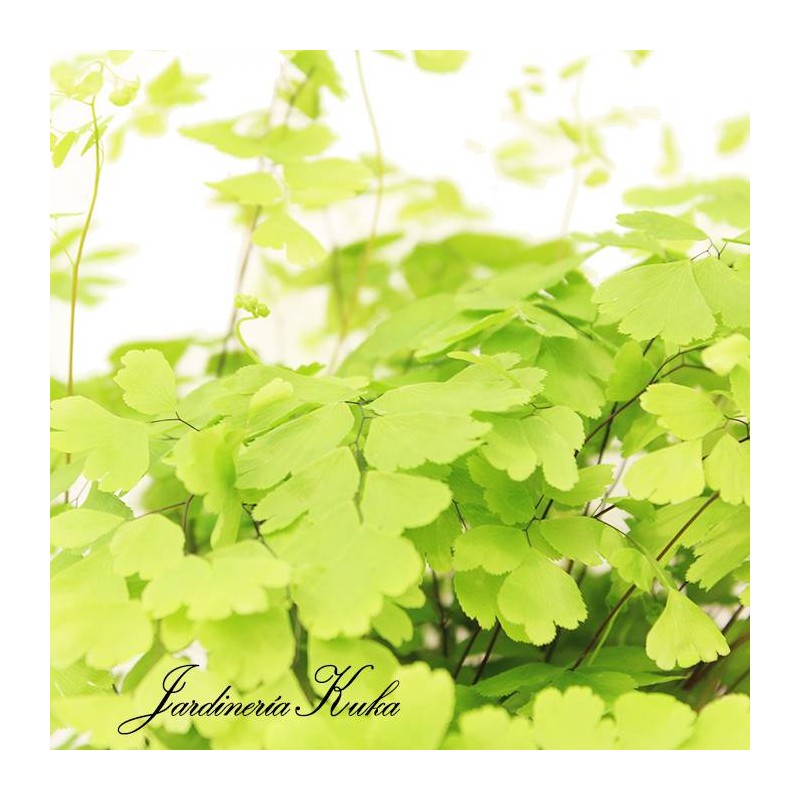 Adiantum