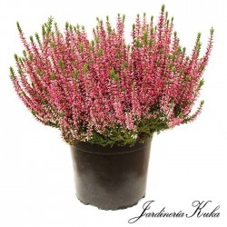 Calluna