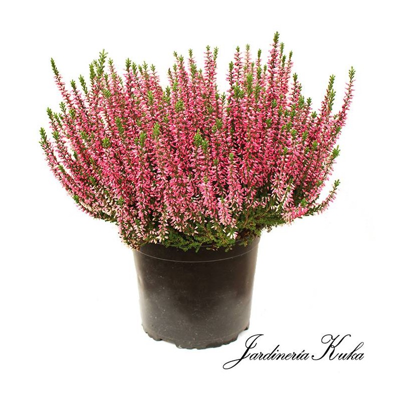 Calluna