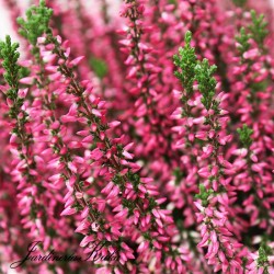 Calluna