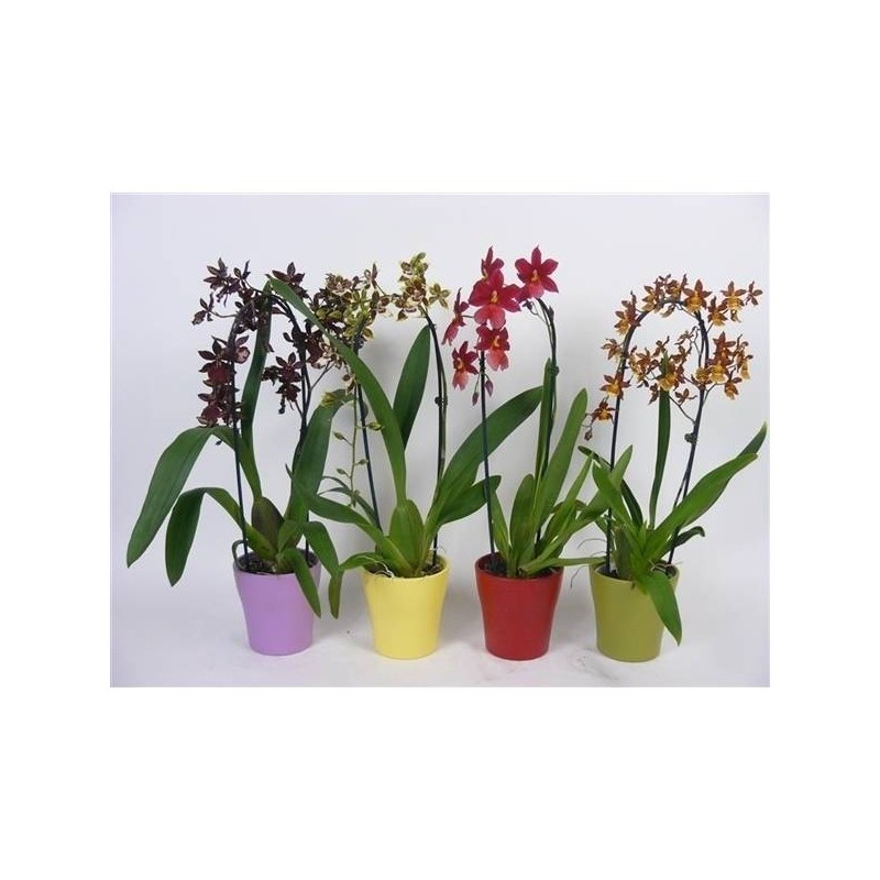 Orquídea cambria| orquídea hybrida|orquídea oncidium| odontoglossum