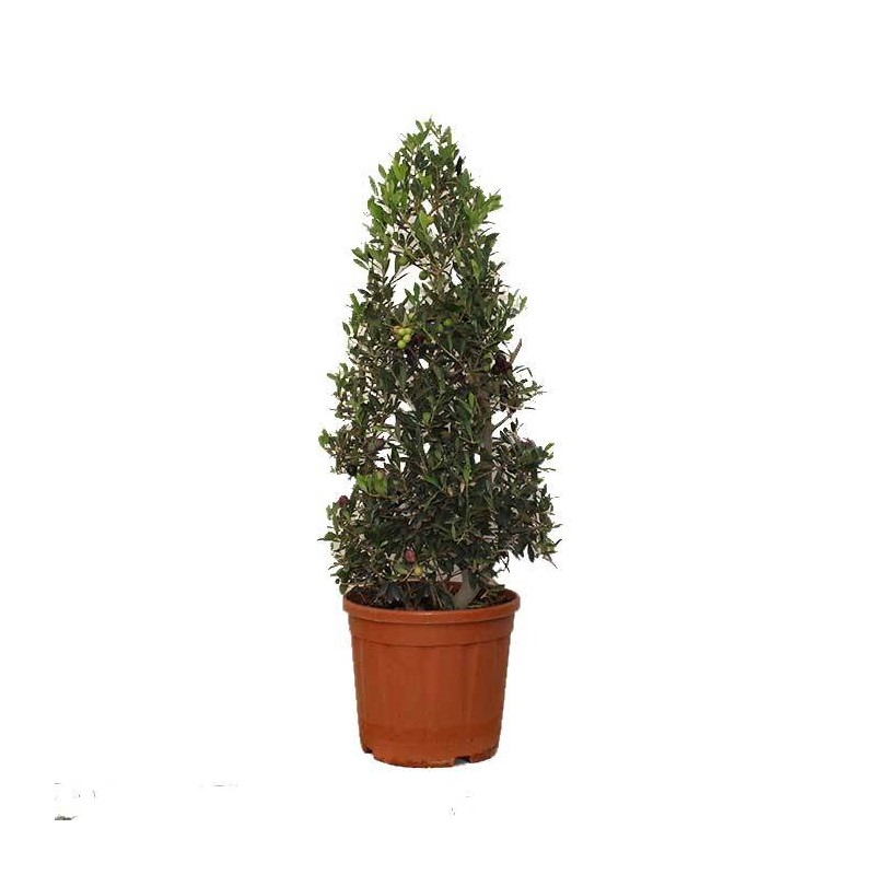 Olivera forma piramide