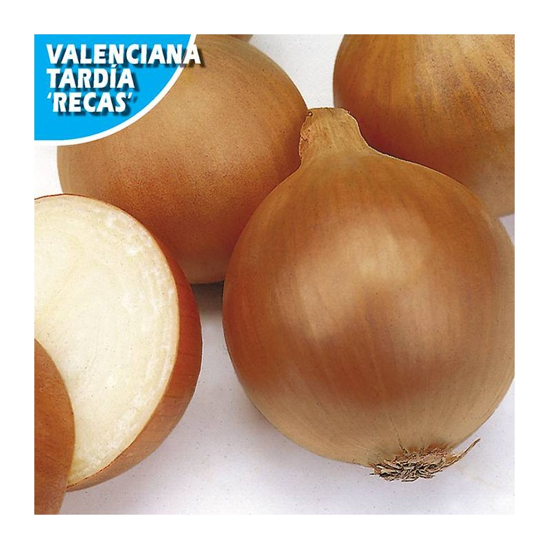 Cebolla Valencia Tardia Recas