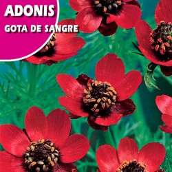 ADONIS GOTA DE SANGRE