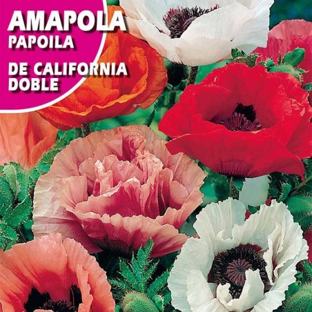 AMAPOLA DE CALIFORNIA DOBLE