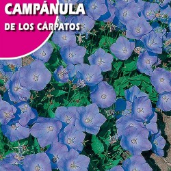 CAMPANULA DE LOS CARPATOS AZUL