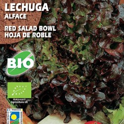 Lechuga Red Salad Bowl. Hoja de Roble