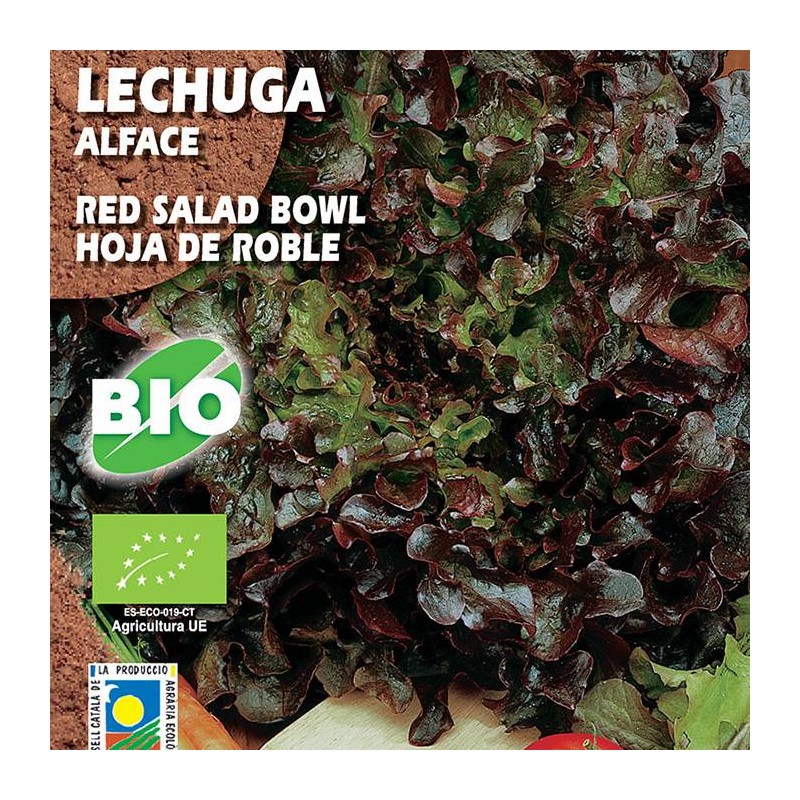 Lechuga Red Salad Bowl. Hoja de Roble