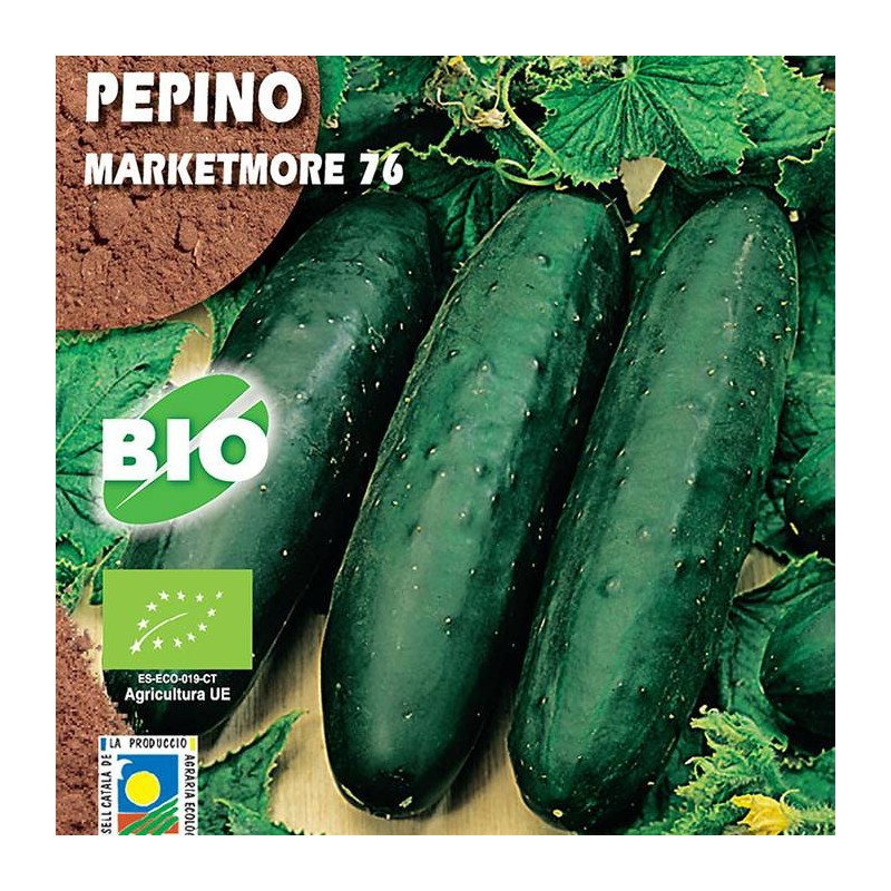 Pepino Marketmore 76