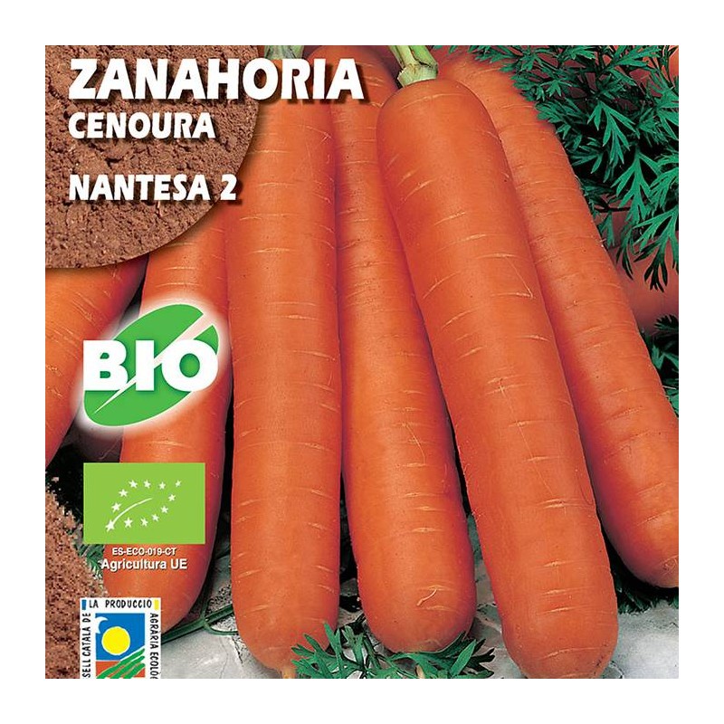 Zanahoria Mantesa 2