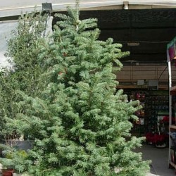 ABIES CONCOLOR