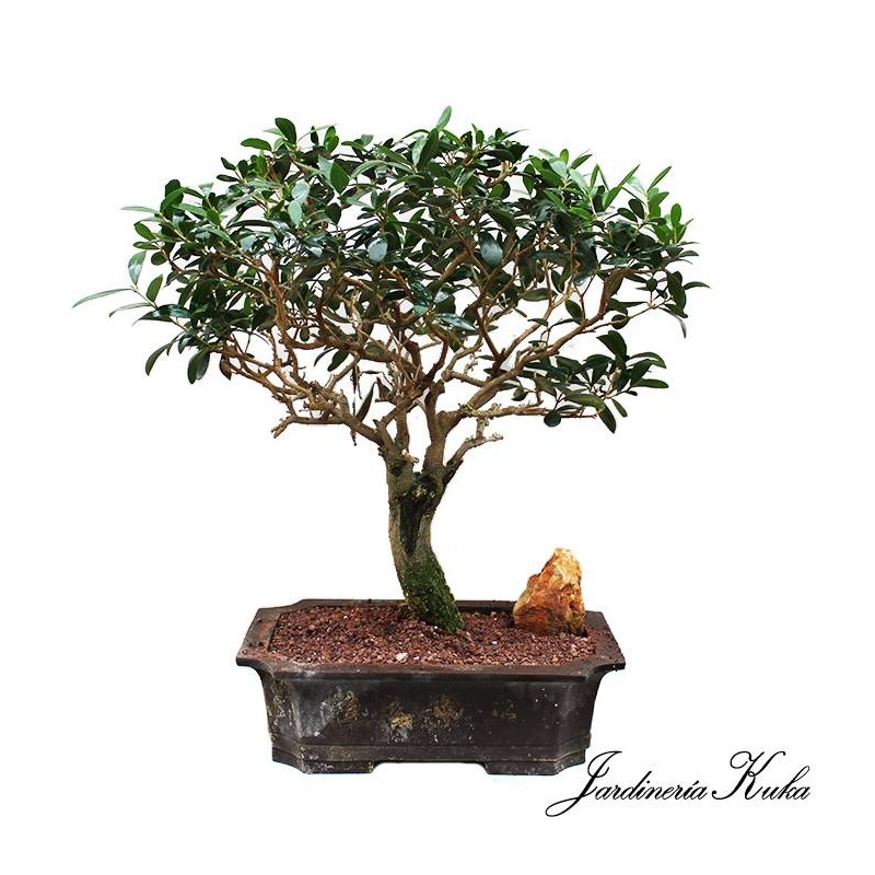 Bonsái olea 