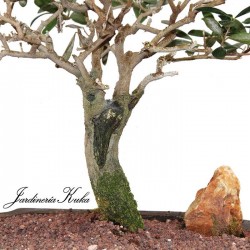 Bonsái olea 