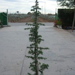 CEDRO LIBANO ATLANTICA