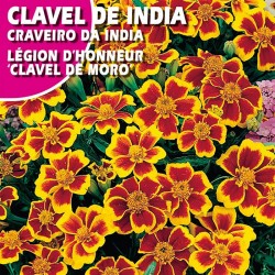 CLAVEL DE INDIA LEGION D'HONEUR "CLEVEL DEL MORO"