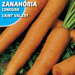 ZANAHORIA SANT VALERY