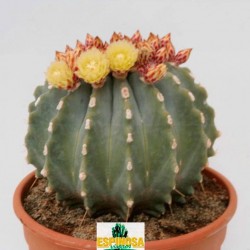Cactus ferocactus glaucenscens inermis
