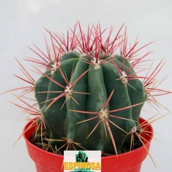 Cactus ferocactus stainesii pilosus