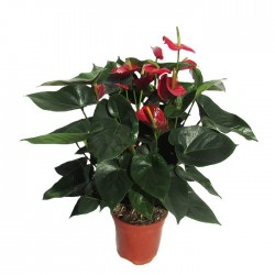 Anthurium bugatti 