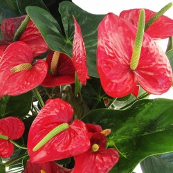 Anthurium bugatti 