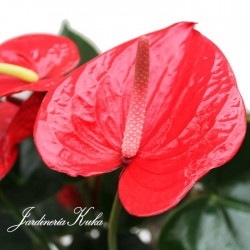 Anthurium bugatti 