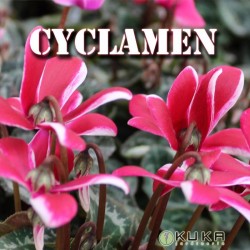 Cyclamen mini