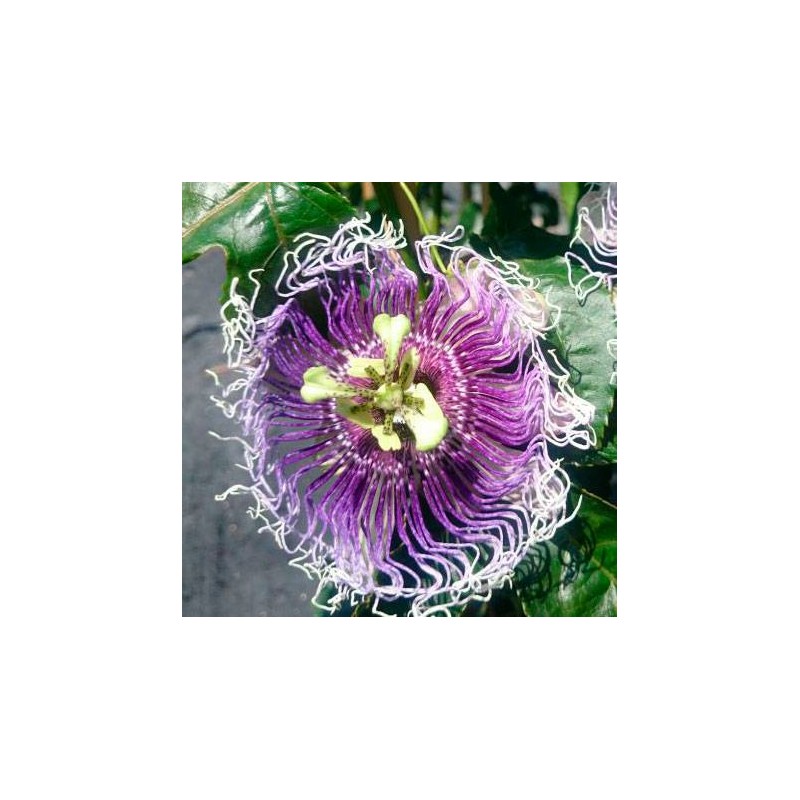 Flor de la pasión Planta trepadora - Planta adulta ClematisOnline - Resistente a las heladas: excelente Pasionaria Passiflora caerulea – Maceta de 1.5 litro 