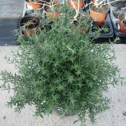 Westringia longiflora