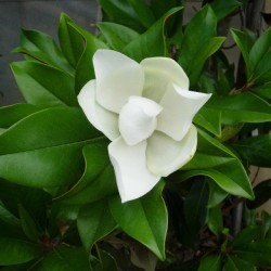 Magnolia grandiflora little...