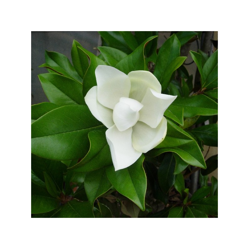 Magnolia Grandiflora little gem | árboles perfumados | comprar magnolio