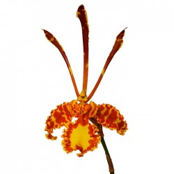 Orquídea psyopsis mariposa