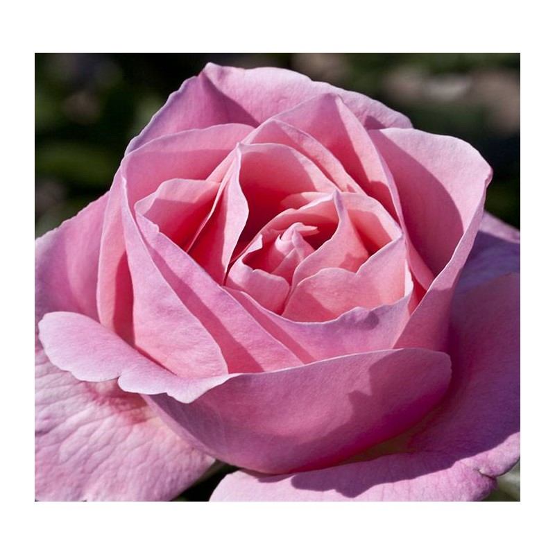 Rosal queen elizabeth 