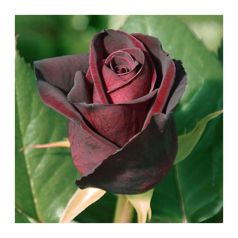 Rosal Black Baccara