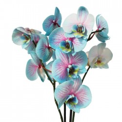 Orquídea phalaenopsis wond of nature|orquidea azul|phalaenopsis azules