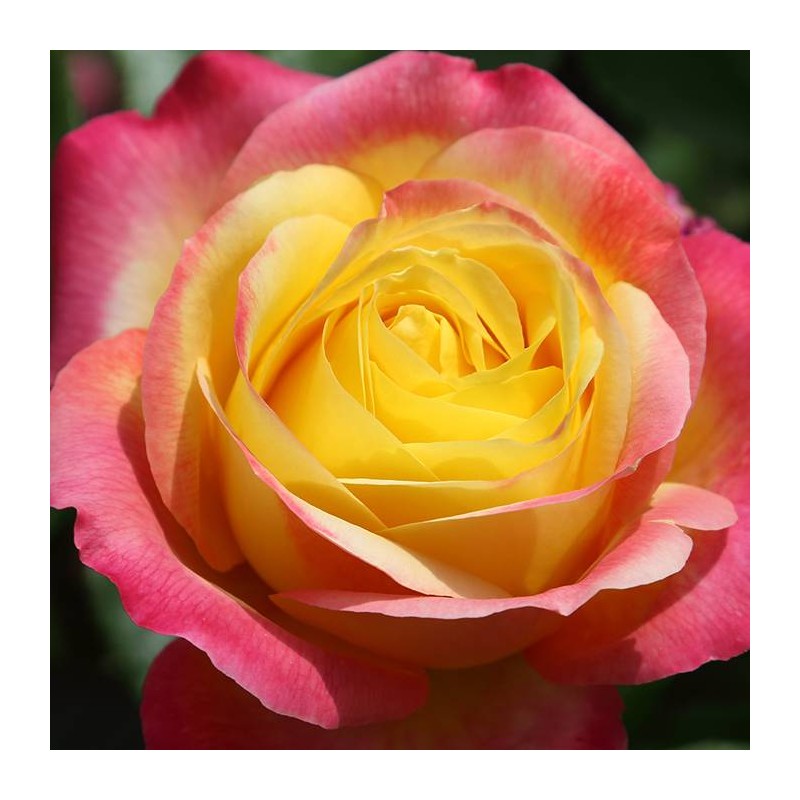 Rosal Pullman Orient Express