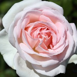 ROSAL ANDRE LE NOTRE