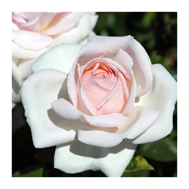 ROSAL ANDRE LE NOTRE