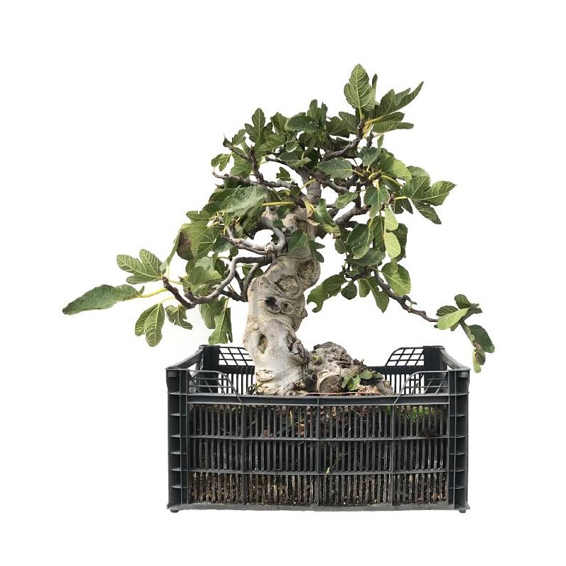 Ficus Carica Pre-bonsai
