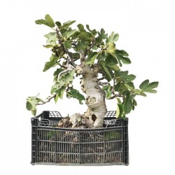 Ficus Carica Pre-bonsai