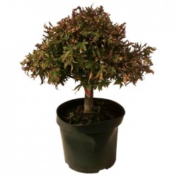Pre-bonsai Acer palmatum shaina.