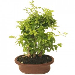 Bonsai ligustrum aurea