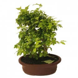 Bonsai ligustrum aurea