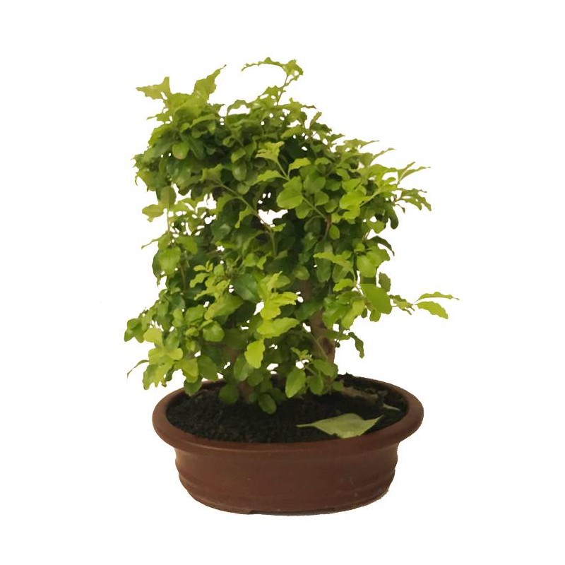 Bonsai ligustrum aurea