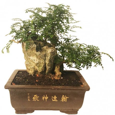 Bonsaï Poivre Du Sichuan - Zanthoxylum Piperitum - Environ 6 Ans - Forme Sphérique - 20-25cm