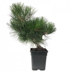Pre- bonsai Pinus Thunbergii 19 años