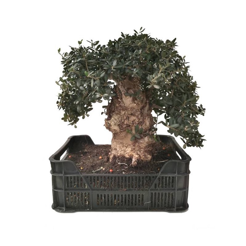 Pre-bonsai olea europaea 25 años